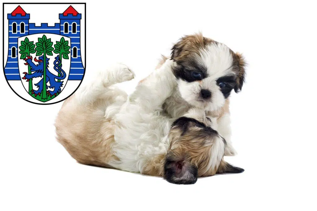 Shih Tzu Züchter mit Welpen Uelzen, Niedersachsen