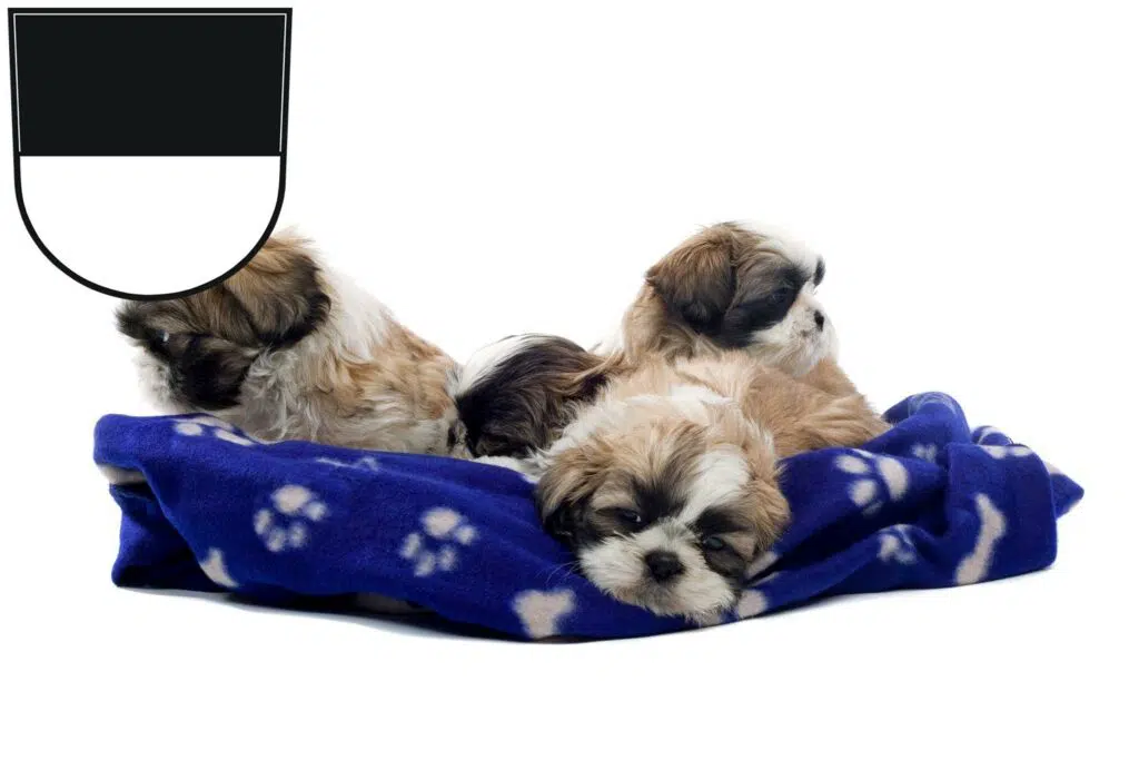 Shih Tzu Züchter mit Welpen Ulm, Baden-Württemberg