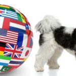 Shih Tzu Züchter in aller Welt