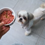 Welches ist das beste Futter für meinen Shih Tzu?