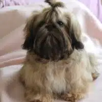 Shih tzu Rüden