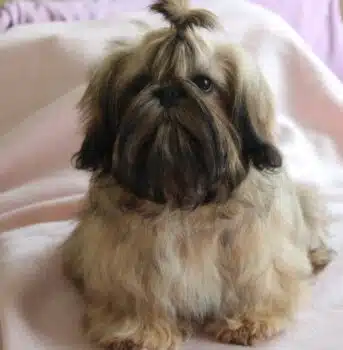 Shih tzu Rüden