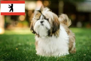 Mehr über den Artikel erfahren Shih Tzu Züchter und Welpen in Berlin
