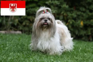 Mehr über den Artikel erfahren Shih Tzu Züchter und Welpen in Brandenburg