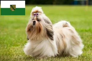 Mehr über den Artikel erfahren Shih Tzu Züchter und Welpen in Sachsen