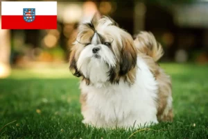 Mehr über den Artikel erfahren Shih Tzu Züchter und Welpen in Thüringen