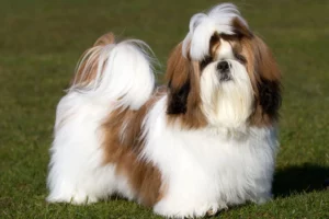 Mehr über den Artikel erfahren Shih Tzu Züchter
