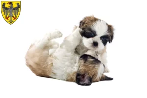 Mehr über den Artikel erfahren Shih Tzu Züchter und Welpen in Aachen