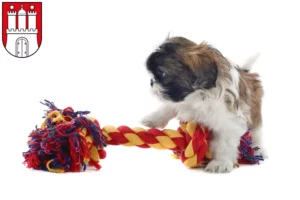 Mehr über den Artikel erfahren Shih Tzu Züchter und Welpen in Altona