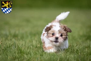 Mehr über den Artikel erfahren Shih Tzu Züchter und Welpen in Amberg