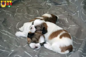 Mehr über den Artikel erfahren Shih Tzu Züchter und Welpen in Annaberg-Buchholz