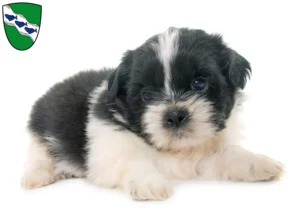Mehr über den Artikel erfahren Shih Tzu Züchter und Welpen in Ansbach