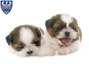 Mehr über den Artikel erfahren Shih Tzu Züchter und Welpen in Arnsberg