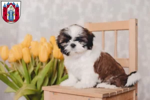 Mehr über den Artikel erfahren Shih Tzu Züchter und Welpen in Aschaffenburg