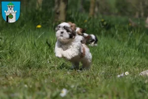 Mehr über den Artikel erfahren Shih Tzu Züchter und Welpen in Bad Belzig