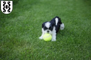 Mehr über den Artikel erfahren Shih Tzu Züchter und Welpen in Bad Dürkheim
