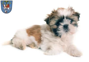 Mehr über den Artikel erfahren Shih Tzu Züchter und Welpen in Bad Ems
