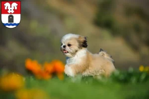 Mehr über den Artikel erfahren Shih Tzu Züchter und Welpen in Bad Fallingbostel