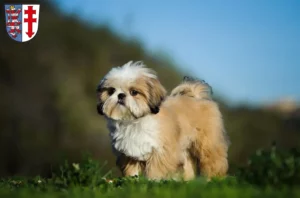 Mehr über den Artikel erfahren Shih Tzu Züchter und Welpen in Bad Hersfeld