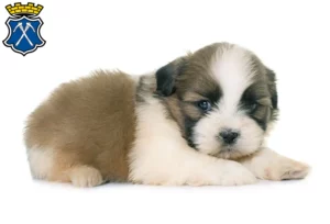 Mehr über den Artikel erfahren Shih Tzu Züchter und Welpen in Bad Homburg vor der Höhe