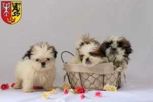 Mehr über den Artikel erfahren Shih Tzu Züchter und Welpen in Bad Neuenahr-Ahrweiler