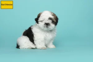 Mehr über den Artikel erfahren Shih Tzu Züchter und Welpen in Bad Oldesloe