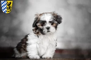 Mehr über den Artikel erfahren Shih Tzu Züchter und Welpen in Bad Reichenhall