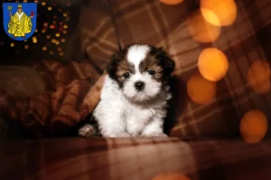 Mehr über den Artikel erfahren Shih Tzu Züchter und Welpen in Bad Salzungen