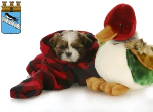 Mehr über den Artikel erfahren Shih Tzu Züchter und Welpen in Bad Schwalbach