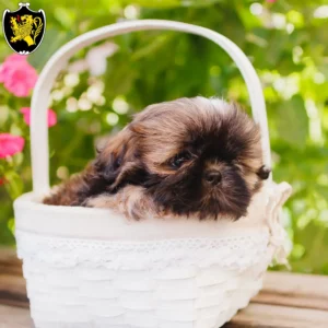 Mehr über den Artikel erfahren Shih Tzu Züchter und Welpen in Bad Tölz