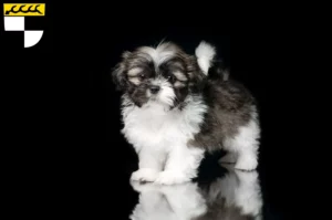 Mehr über den Artikel erfahren Shih Tzu Züchter und Welpen in Balingen