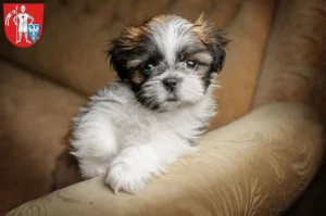Mehr über den Artikel erfahren Shih Tzu Züchter und Welpen in Bamberg