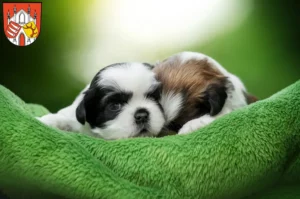 Mehr über den Artikel erfahren Shih Tzu Züchter und Welpen in Beeskow