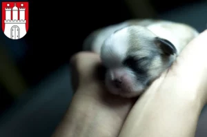Mehr über den Artikel erfahren Shih Tzu Züchter und Welpen in Bergedorf