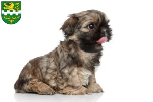Mehr über den Artikel erfahren Shih Tzu Züchter und Welpen in Bergisch Gladbach