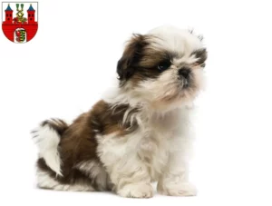 Mehr über den Artikel erfahren Shih Tzu Züchter und Welpen in Bernburg (Saale)