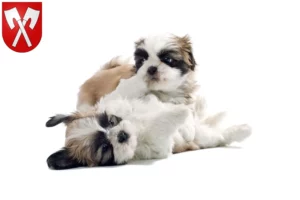 Mehr über den Artikel erfahren Shih Tzu Züchter und Welpen in Biel