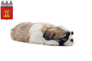 Mehr über den Artikel erfahren Shih Tzu Züchter und Welpen in Bitburg