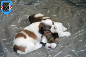 Mehr über den Artikel erfahren Shih Tzu Züchter und Welpen in Bochum