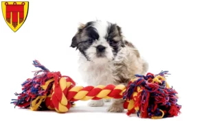 Mehr über den Artikel erfahren Shih Tzu Züchter und Welpen in Böblingen