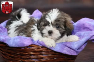 Mehr über den Artikel erfahren Shih Tzu Züchter und Welpen in Borken