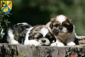 Mehr über den Artikel erfahren Shih Tzu Züchter und Welpen in Borna