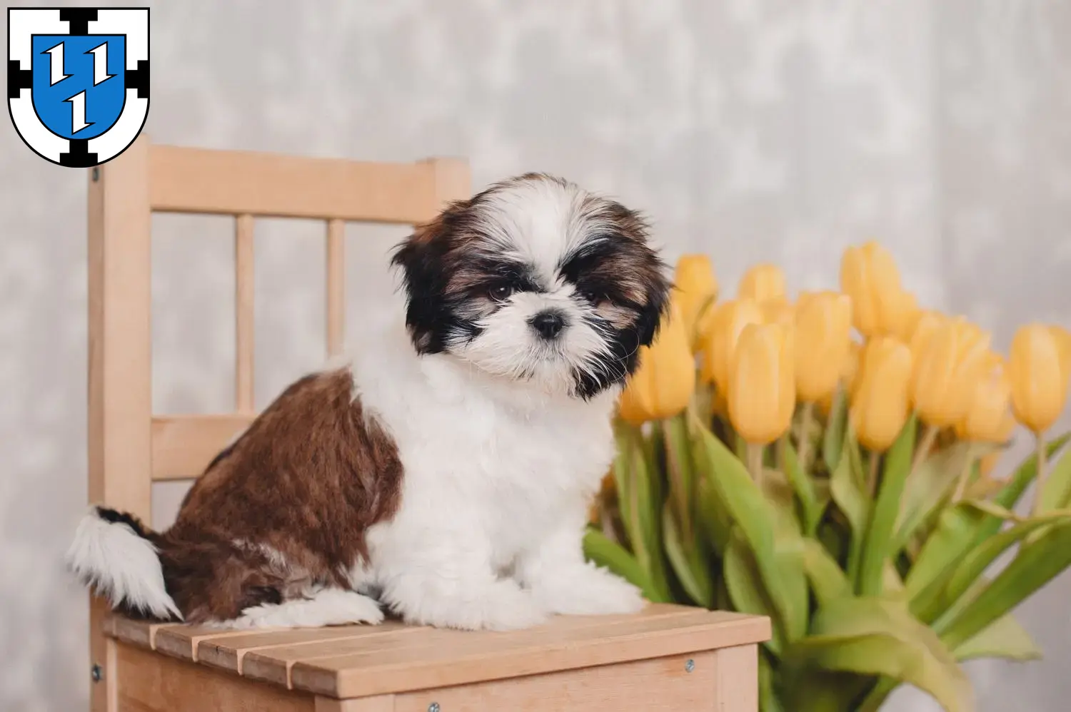 Shih Tzu Welpen und Züchter Bottrop Hier findest Du Shih Tzus Züchter in Bottrop.