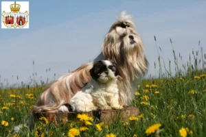 Mehr über den Artikel erfahren Shih Tzu Züchter und Welpen in Brandenburg an der Havel