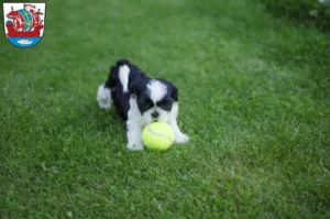 Mehr über den Artikel erfahren Shih Tzu Züchter und Welpen in Bremerhaven