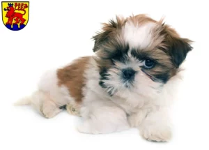 Mehr über den Artikel erfahren Shih Tzu Züchter und Welpen in Calw
