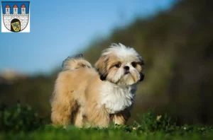 Mehr über den Artikel erfahren Shih Tzu Züchter und Welpen in Celle