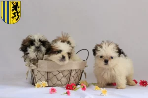 Mehr über den Artikel erfahren Shih Tzu Züchter und Welpen in Chemnitz