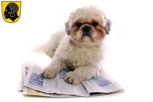 Mehr über den Artikel erfahren Shih Tzu Züchter und Welpen in Coburg