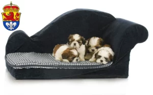 Mehr über den Artikel erfahren Shih Tzu Züchter und Welpen in Darmstadt